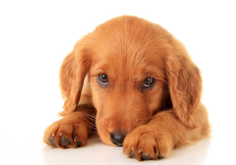 Χρυσό retriever κουτάβι στοκ φωτογραφία