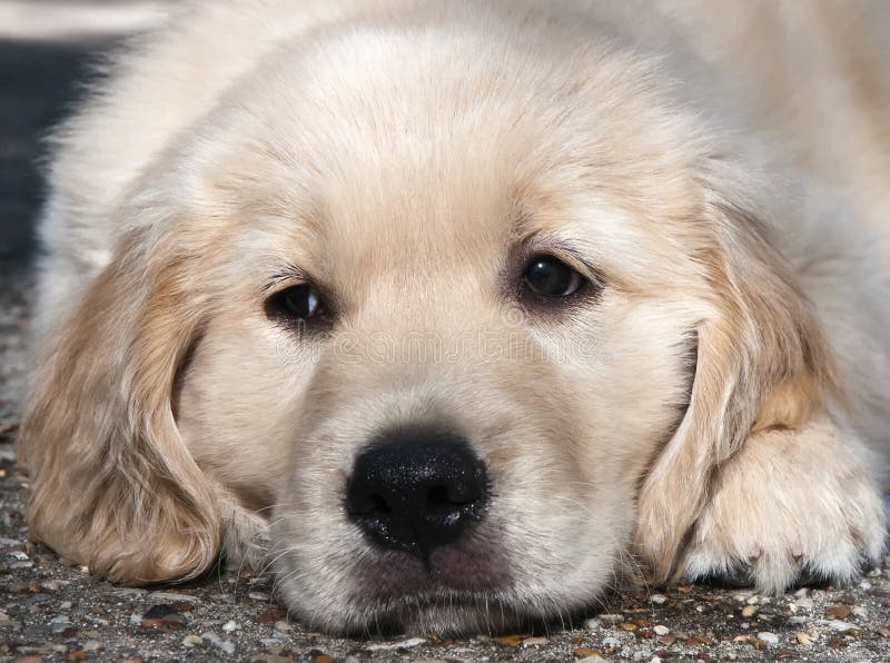 χρυσό retriever κουταβιών στοκ εικόνες