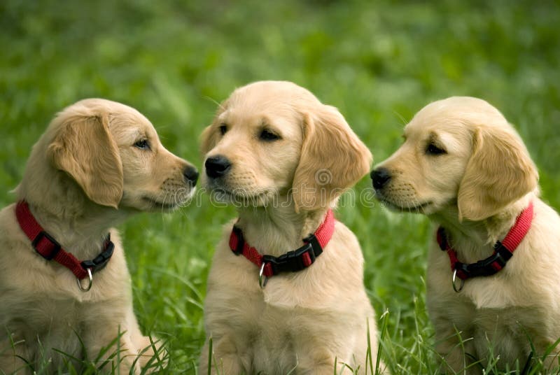 χρυσό retriever κουταβιών στοκ φωτογραφία