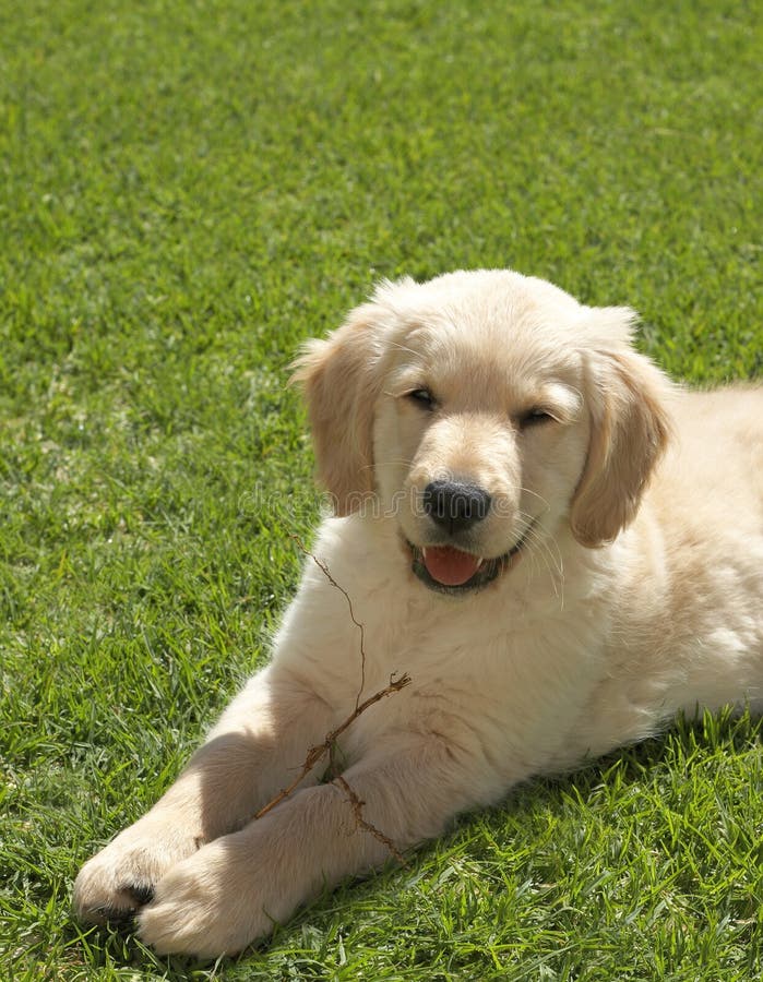 χρυσό retriever κουταβιών μικρό στοκ εικόνα