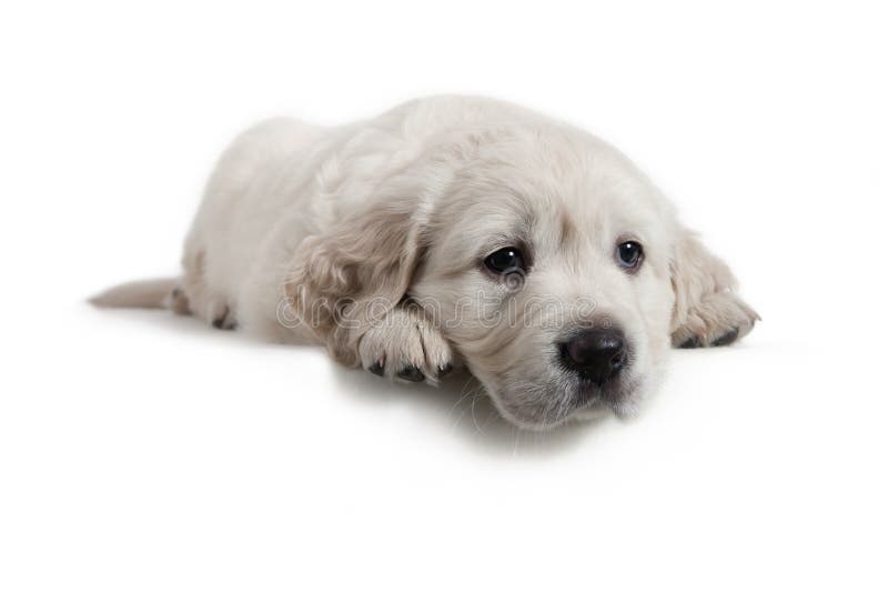 χρυσό retriever κουταβιών σκυλι στοκ εικόνες
