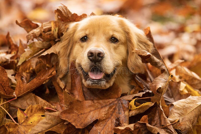Χρυσό Retriever σκυλί σε έναν σωρό των φύλλων πτώσης στοκ φωτογραφία με δικαίωμα ελεύθερης χρήσης