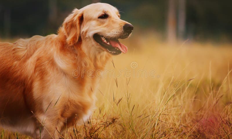 χρυσό retriever σκυλιών στοκ εικόνες