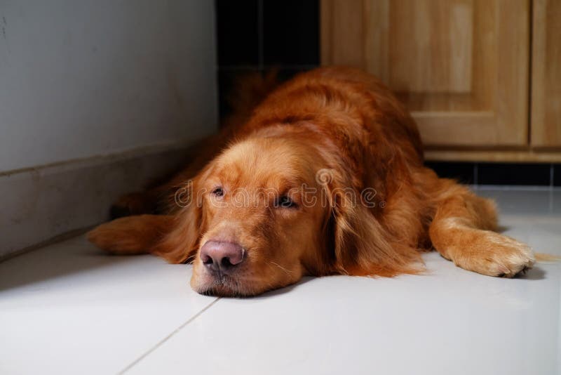 Χρυσό retriever σκυλί νυσταλέο στο πάτωμα μέσα και εξετάζοντας τη κάμερα στοκ φωτογραφίες Χρυσό retriever σκυλί νυσταλέο στο πάτωμα μέσα και εξετάζοντας τη κάμερα στοκ φωτογραφίες