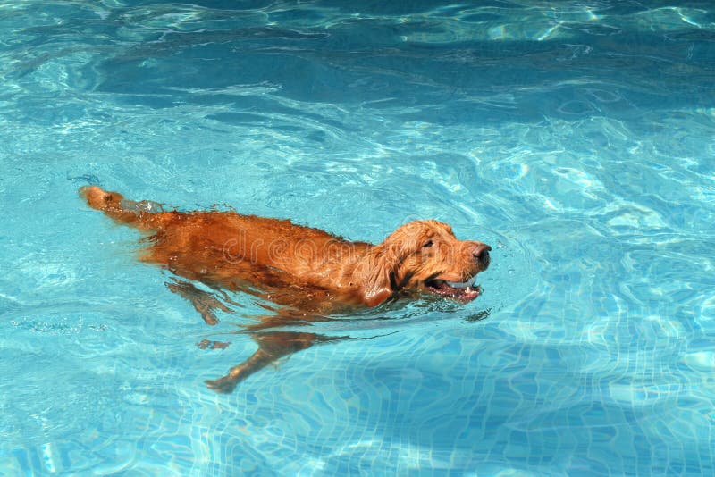 Χρυσό retriever σκυλί που κολυμπά στη λίμνη και τη σφαίρα στο στόμα του στοκ φωτογραφίες με δικαίωμα ελεύθερης χρήσης Χρυσό retriever σκυλί που κολυμπά στη λίμνη και τη σφαίρα στο στόμα του στοκ φωτογραφίες με δικαίωμα ελεύθερης χρήσης