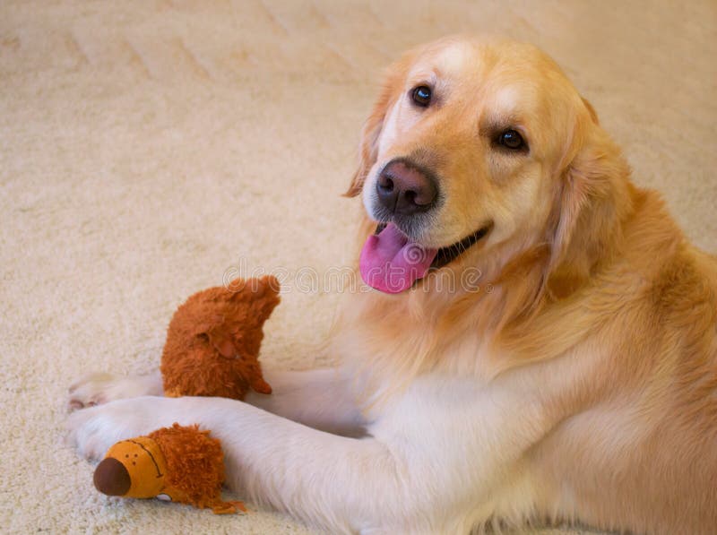 Χρυσό retriever σκυλιών στοκ εικόνες