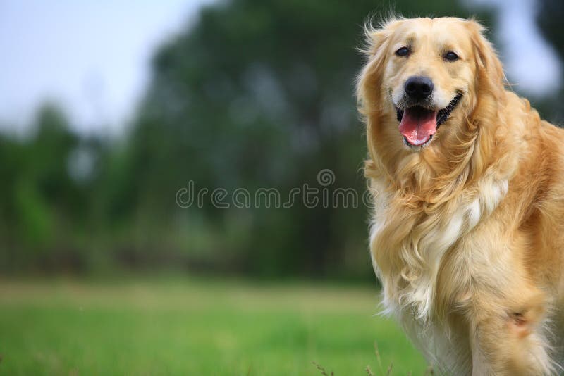 χρυσό retriever σκυλιών στοκ φωτογραφία με δικαίωμα ελεύθερης χρήσης χρυσό retriever σκυλιών στοκ φωτογραφία με δικαίωμα ελεύθερης χρήσης