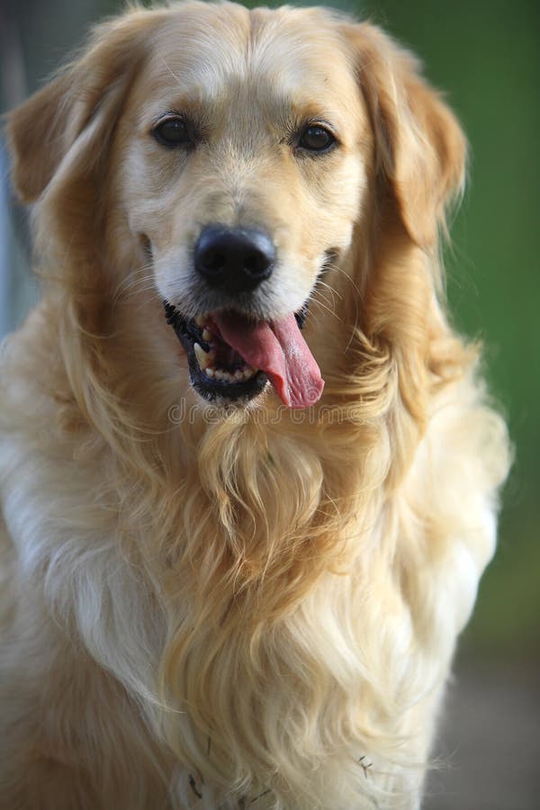 χρυσό retriever σκυλιών στοκ εικόνες με δικαίωμα ελεύθερης χρήσης χρυσό retriever σκυλιών στοκ εικόνες με δικαίωμα ελεύθερης χρήσης