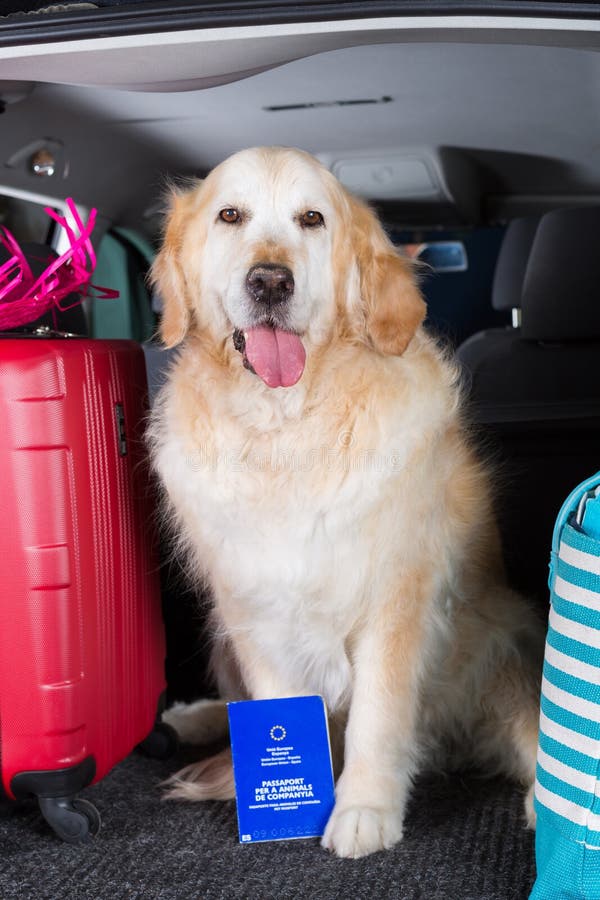 Χρυσό Retriever ταξίδι στοκ εικόνα Χρυσό Retriever ταξίδι στοκ εικόνα