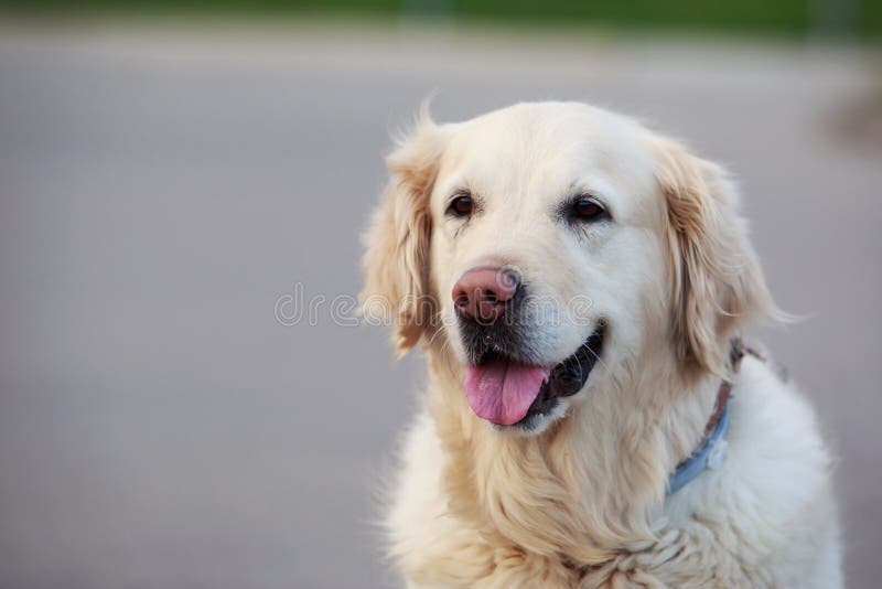 Χρυσό Retriever φυλής σκυλιών στοκ φωτογραφία με δικαίωμα ελεύθερης χρήσης