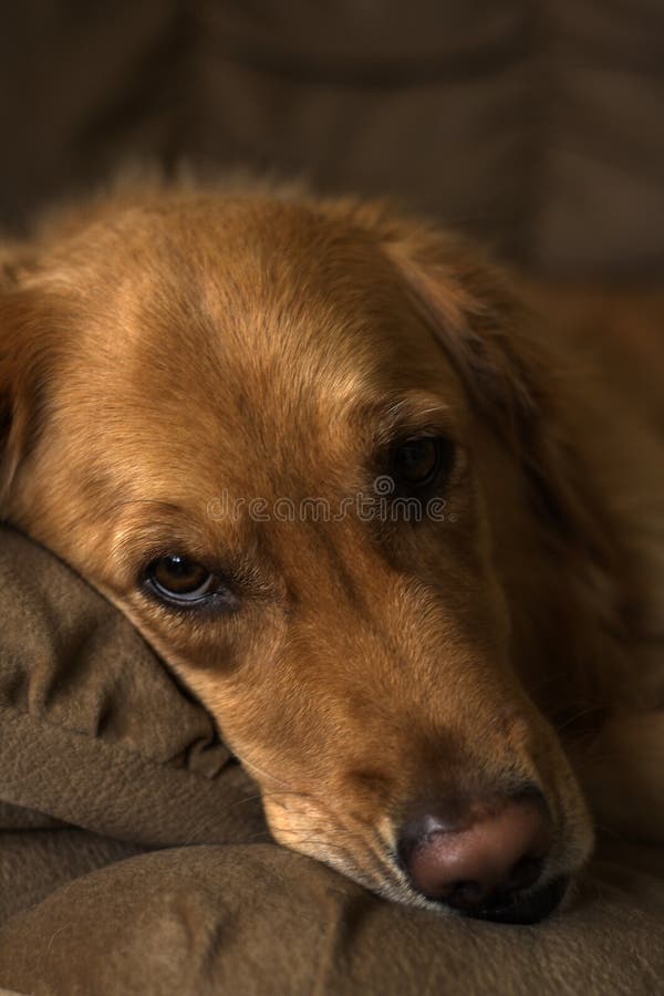 χρυσό βάζοντας retriever εικόνων σκυλιών καναπέδων στοκ φωτογραφία με δικαίωμα ελεύθερης χρήσης χρυσό βάζοντας retriever εικόνων σκυλιών καναπέδων στοκ φωτογραφία με δικαίωμα ελεύθερης χρήσης