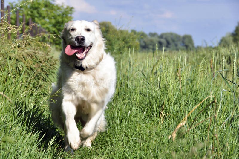 χρυσό ευτυχές retriever στοκ εικόνες με δικαίωμα ελεύθερης χρήσης