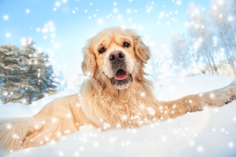 χρυσό καλό παίζοντας retriever στοκ εικόνες