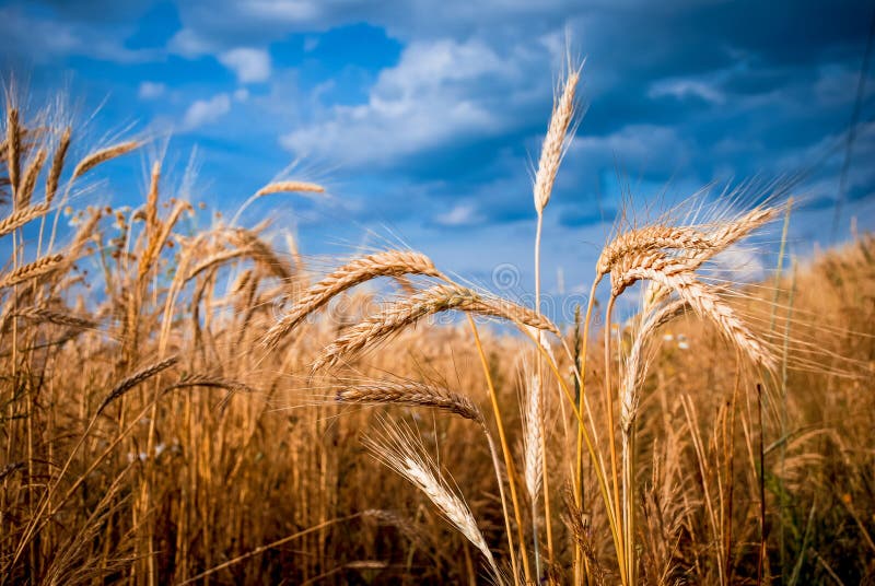 Golden barley ears against blue, dramatic sky. Golden barley ears against blue, dramatic sky.
