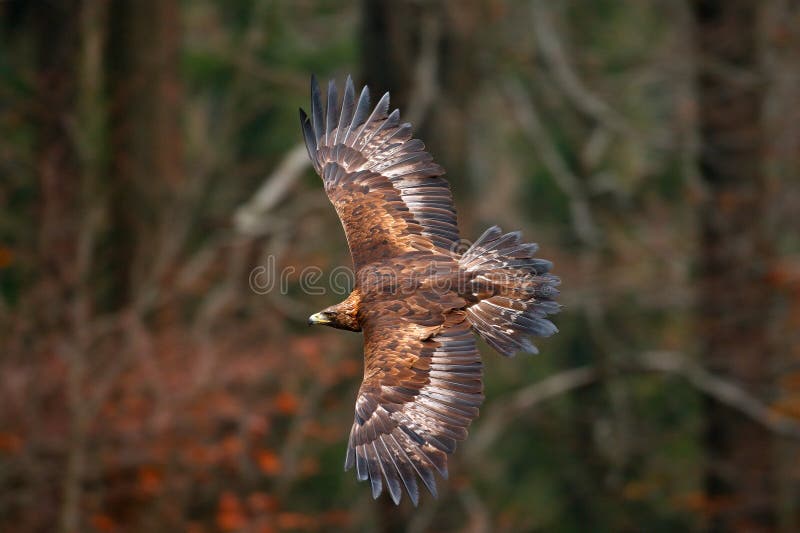 Golden Eagle, flying before autumn forest, brown bird of prey with big wingspan, Norway. Action wildlife scene from nature. Golden Eagle, flying before autumn forest, brown bird of prey with big wingspan, Norway. Action wildlife scene from nature.