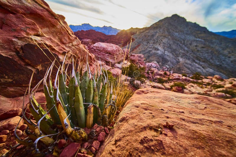 Χρυσός Κακτί της Ερήμου στο Sunset Red Rock Canyon Eye στοκ φωτογραφία με δικαίωμα ελεύθερης χρήσης