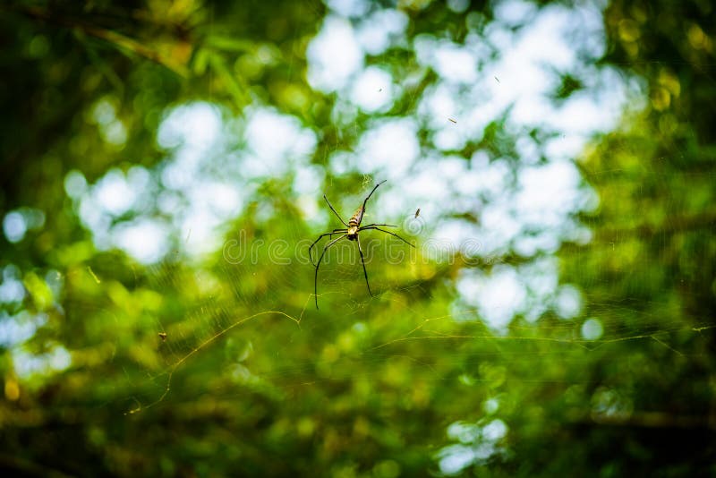 Χρυσός υφαντής Nephila σφαιρών μεταξιού ή γιγαντιαίες ξύλινες αράχνες, ή Banan στοκ φωτογραφία Χρυσός υφαντής Nephila σφαιρών μεταξιού ή γιγαντιαίες ξύλινες αράχνες, ή Banan στοκ φωτογραφία