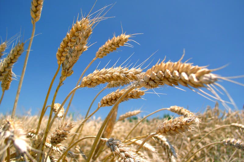 Golden ripe barley and clear blue sky as a background. Golden ripe barley and clear blue sky as a background.