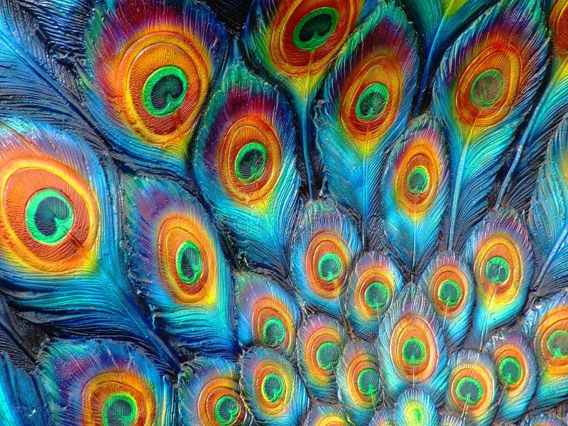 χρωματισμένος peacock στοκ εικόνα χρωματισμένος peacock στοκ εικόνα