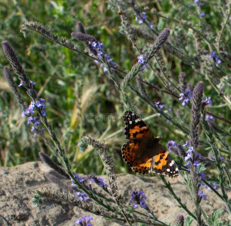 Χρωματισμένος την κυρία Butterfly με τα ανοικτά φτερά στο μίσχο εγκαταστάσεων με τα κίτρινα λουλούδια στο υπόβαθρο στοκ εικόνα με δικαίωμα ελεύθερης χρήσης Χρωματισμένος την κυρία Butterfly με τα ανοικτά φτερά στο μίσχο εγκαταστάσεων με τα κίτρινα λουλούδια στο υπόβαθρο στοκ εικόνα με δικαίωμα ελεύθερης χρήσης