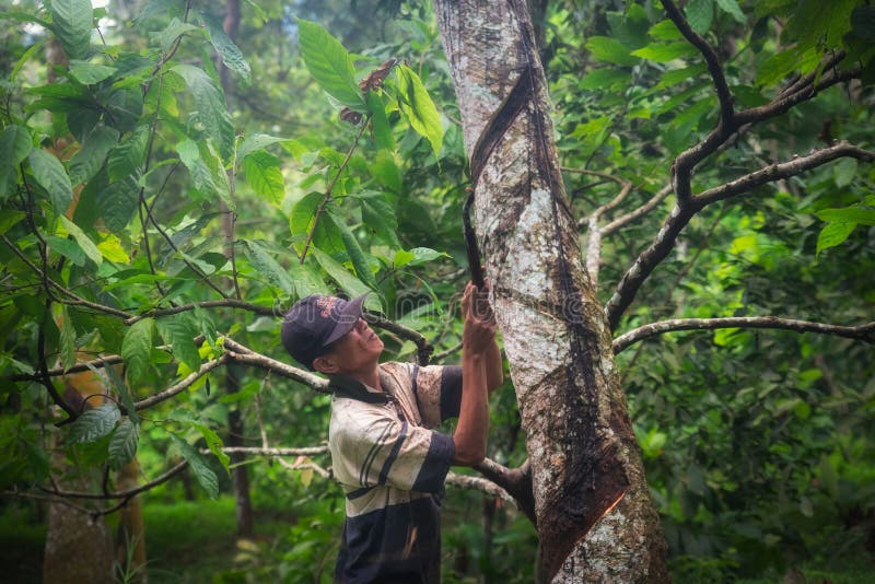 Man working as he cuts an rubber tree. Man working as he cuts an rubber tree.