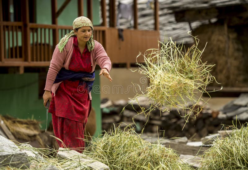 Female villager working on her farm in Northern India. Female villager working on her farm in Northern India.
