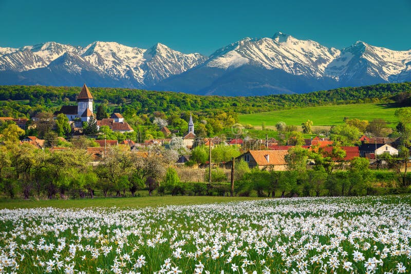 χωριό hosman με πεδίο daffodils και χιονοβουνά τρανσυλβανία ρουμανία στοκ φωτογραφία