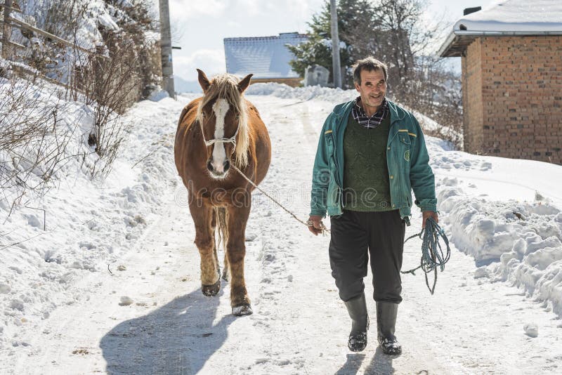 Grashevo village in Rhodope mountains, Bulgaria - February 8, 2020: A villager with his horses in a snowy cold day. Rural scene. Grashevo village in Rhodope mountains, Bulgaria - February 8, 2020: A villager with his horses in a snowy cold day. Rural scene.