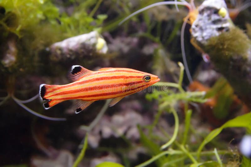 Beautiful color fish in the tropical aquarium. Beautiful color fish in the tropical aquarium