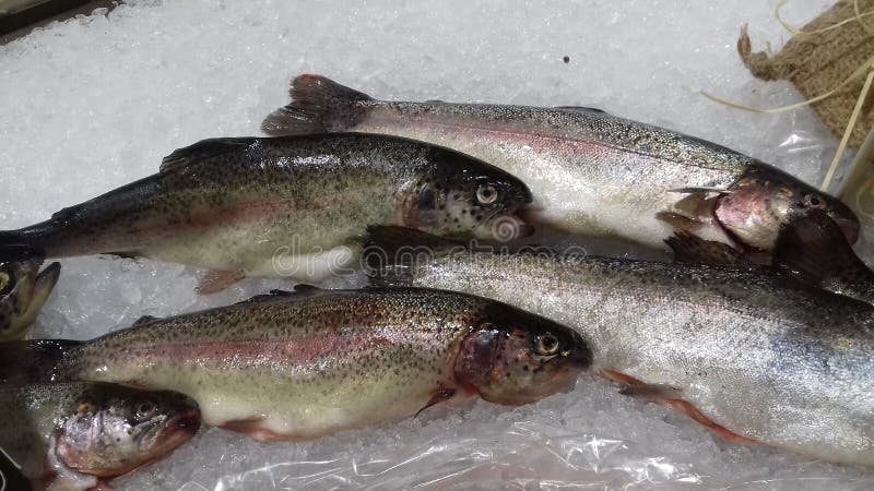 Ψάρια fishmonger στοκ εικόνα Ψάρια fishmonger στοκ εικόνα