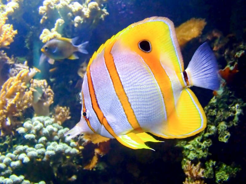 Beautiful clownfish in the tropical coral reef. Beautiful clownfish in the tropical coral reef