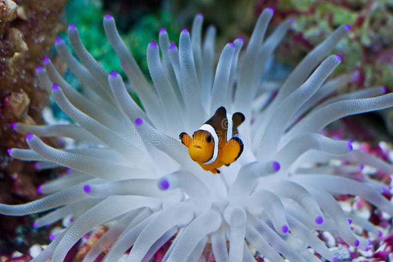 ψάρια κλόουν anemone στοκ φωτογραφία με δικαίωμα ελεύθερης χρήσης
