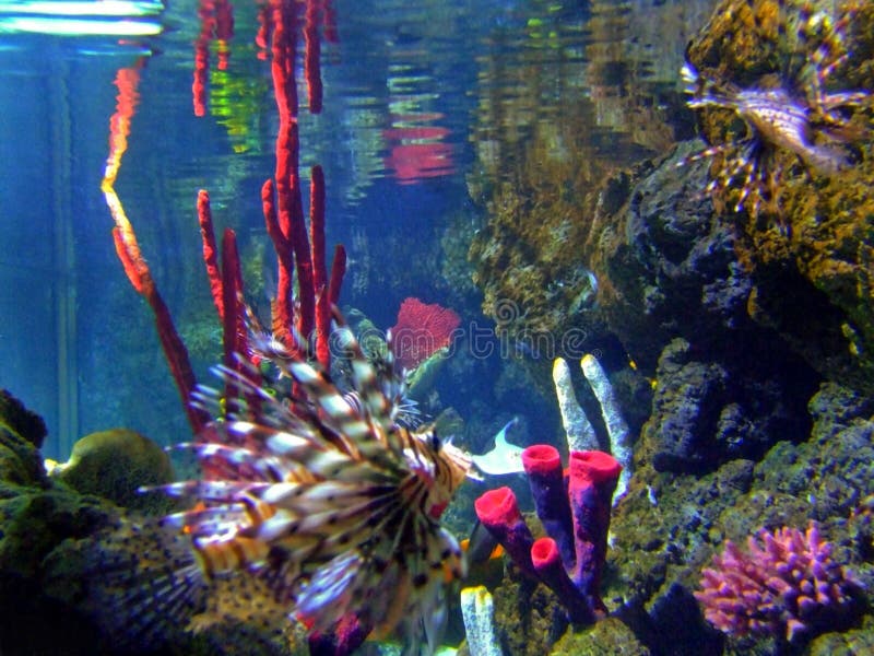 Scary fish on the colourful coral reef. Scary fish on the colourful coral reef