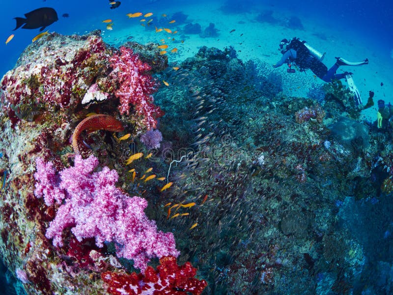 Ψάρια σκοπέλων και grouper κοραλλιών στοκ εικόνες Ψάρια σκοπέλων και grouper κοραλλιών στοκ εικόνες