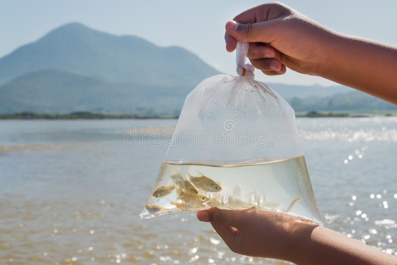 Ψάρια στην πλευρά η πλαστική τσάντα πριν από την απελευθέρωση στον ποταμό στοκ φωτογραφία με δικαίωμα ελεύθερης χρήσης Ψάρια στην πλευρά η πλαστική τσάντα πριν από την απελευθέρωση στον ποταμό στοκ φωτογραφία με δικαίωμα ελεύθερης χρήσης