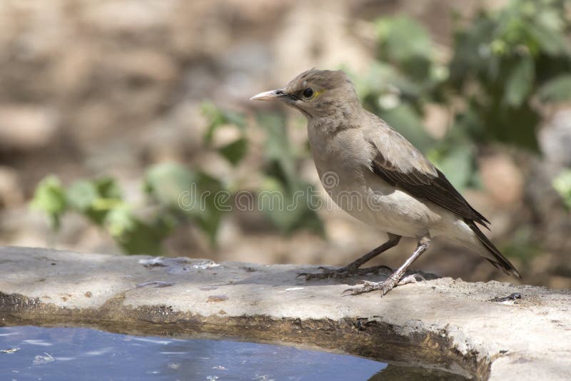 Ψαρόνι Wattled που κάθεται στην άκρη μιας τεχνητής λίμνης στο α στοκ φωτογραφίες με δικαίωμα ελεύθερης χρήσης