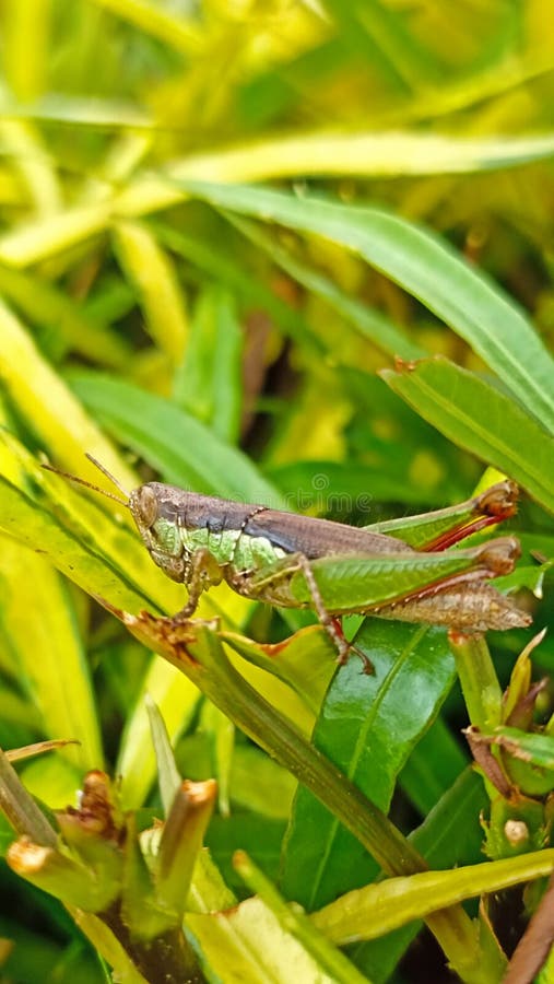 ψείρες έντομα που ψαρεύουν άνθη και άλλα άγρια φυτά στοκ φωτογραφία με δικαίωμα ελεύθερης χρήσης
