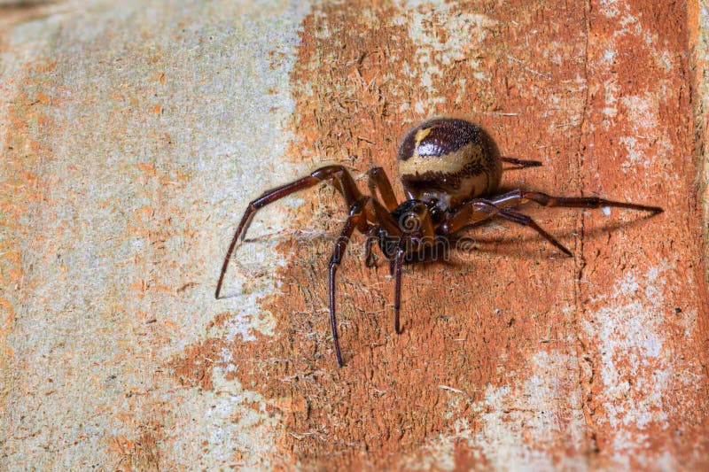 ψεύτικη χήρα steatoda nobilis αράχνη που βασίζεται σε ξύλινες σχάρες. ψεύτικη χήρα steatoda nobilis αράχνη αναπαύεται σε ξύλινες σχάρες ανατολικά της αγγλίας