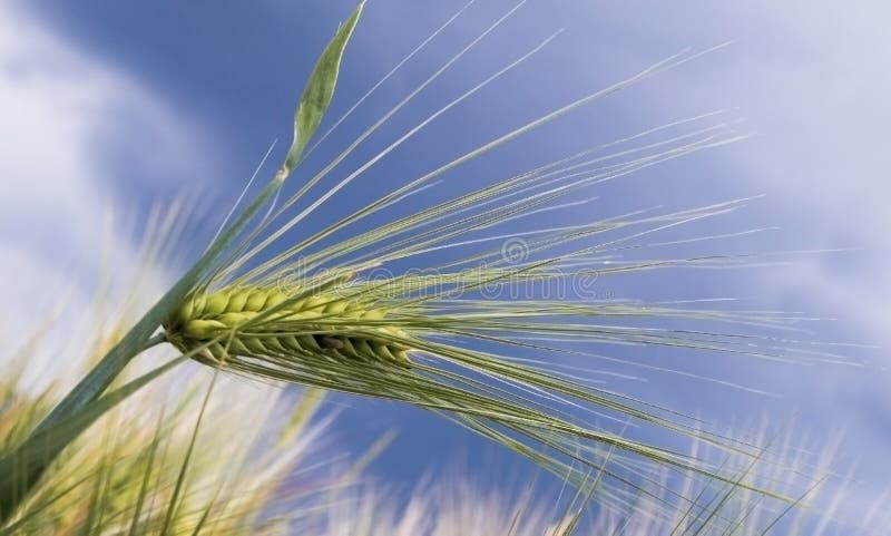 Hordeum murinum, commonly known as wall barley or false barley, is a species of grass. Hordeum murinum, commonly known as wall barley or false barley, is a species of grass