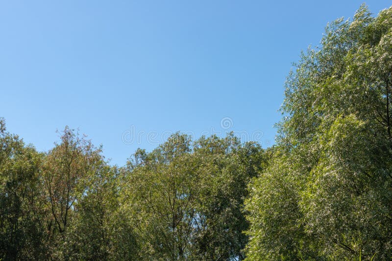 Ψηλά ακτινοβολώντας δέντρα σε ένα μικρό δάσος με το μπλε ουρανό πίσω από τους στοκ εικόνα με δικαίωμα ελεύθερης χρήσης Ψηλά ακτινοβολώντας δέντρα σε ένα μικρό δάσος με το μπλε ουρανό πίσω από τους στοκ εικόνα με δικαίωμα ελεύθερης χρήσης