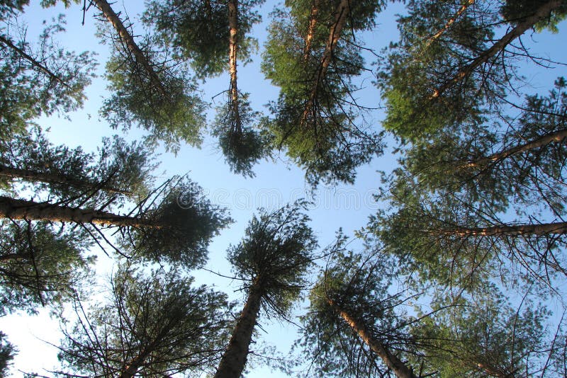 Ψηλά δέντρα πεύκων σε ένα κωνοφόρο δάσος σε έναν κύκλο σε ένα υπόβαθρο του θερινού μπλε ουρανού στοκ εικόνες με δικαίωμα ελεύθερης χρήσης Ψηλά δέντρα πεύκων σε ένα κωνοφόρο δάσος σε έναν κύκλο σε ένα υπόβαθρο του θερινού μπλε ουρανού στοκ εικόνες με δικαίωμα ελεύθερης χρήσης