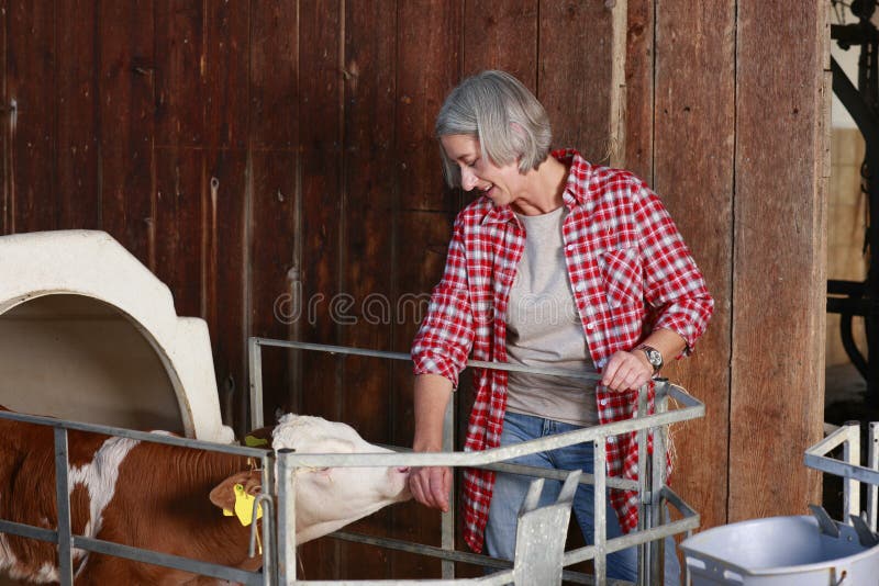 Ωριμασμένη αγροτική γυναίκα με το μόσχο στοκ φωτογραφία με δικαίωμα ελεύθερης χρήσης Ωριμασμένη αγροτική γυναίκα με το μόσχο στοκ φωτογραφία με δικαίωμα ελεύθερης χρήσης