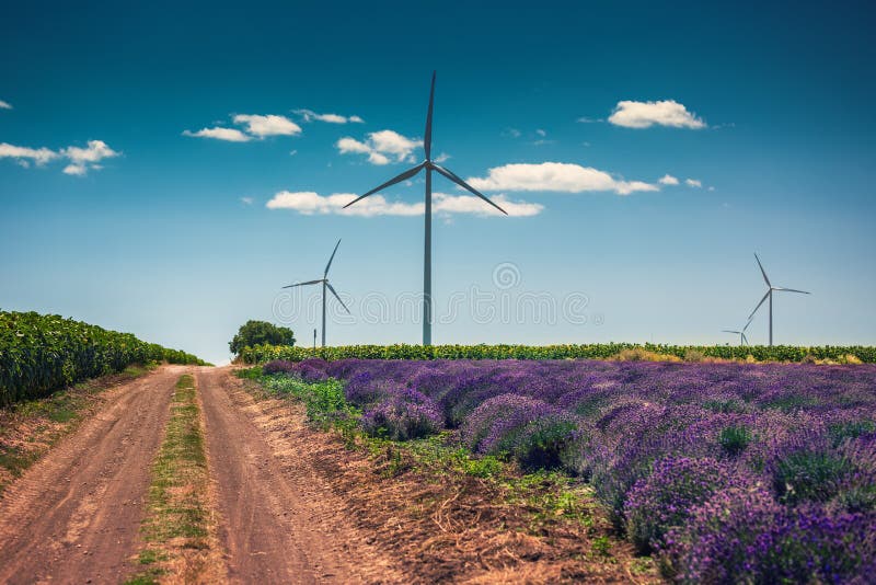 Όμορφα Lavender αγρόκτημα και windturbine στην πλάτη στοκ εικόνες