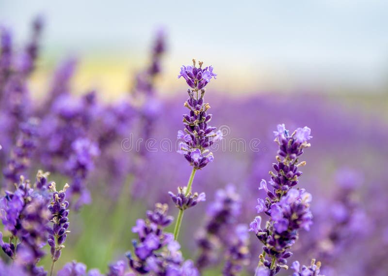 Όμορφα lavender λουλούδια στοκ φωτογραφία
