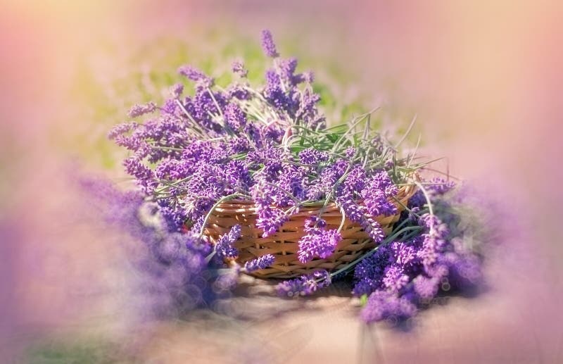 Όμορφα lavender λουλούδια στο ψάθινο καλάθι στοκ φωτογραφία με δικαίωμα ελεύθερης χρήσης