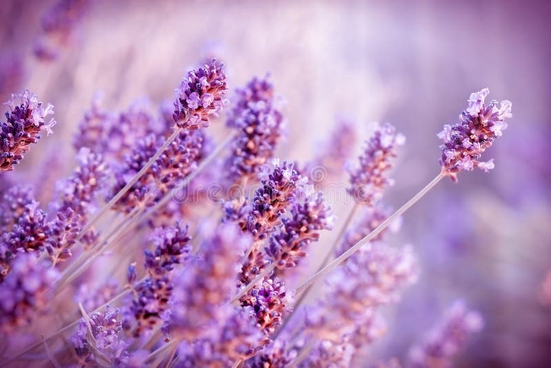 Όμορφα lavender λουλούδια στον κήπο λουλουδιών στοκ φωτογραφίες με δικαίωμα ελεύθερης χρήσης