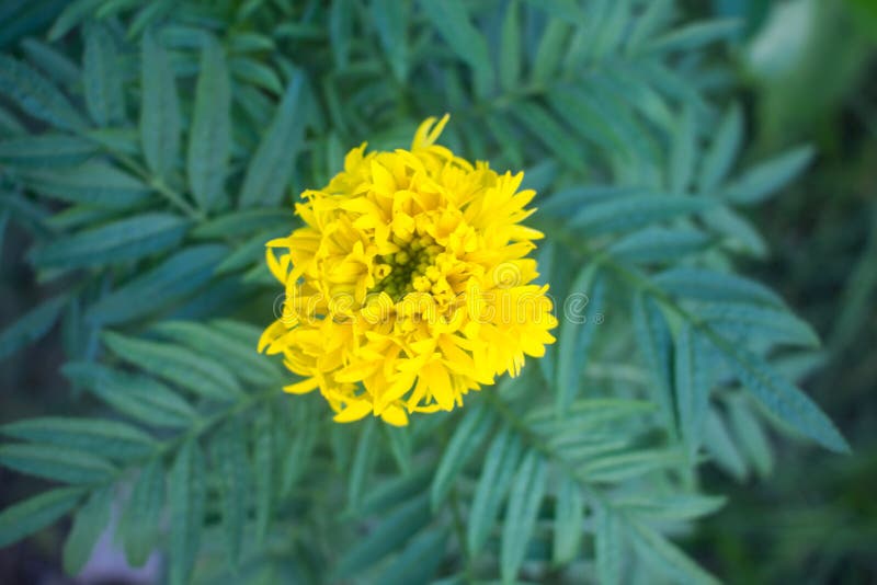 Όμορφα marigold λουλούδια στοκ φωτογραφία με δικαίωμα ελεύθερης χρήσης Όμορφα marigold λουλούδια στοκ φωτογραφία με δικαίωμα ελεύθερης χρήσης
