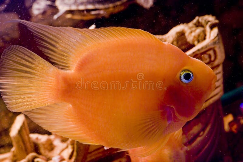 The Beautiful parrotfish in aquarium. The Beautiful parrotfish in aquarium