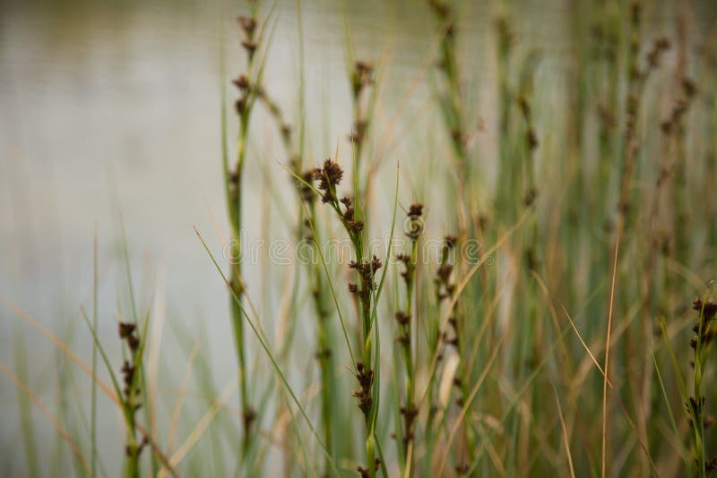 Όμορφα sedges που αυξάνονται σε ένα έλος μετά από τη βροχή το καλοκαίρι στοκ φωτογραφίες
