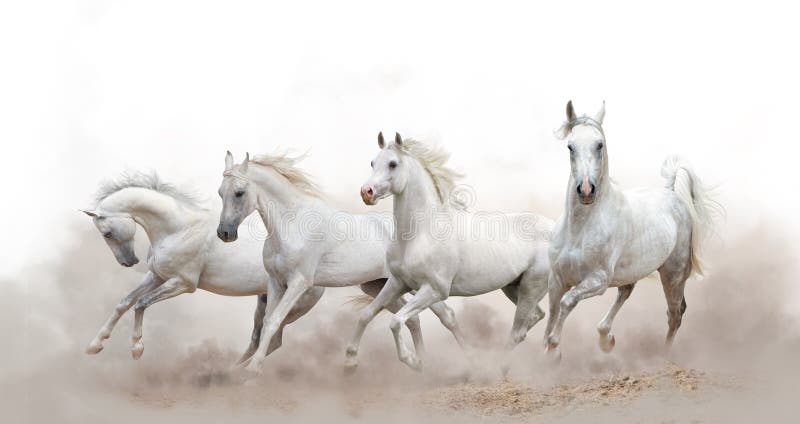 Όμορφα άσπρα αραβικά άλογα